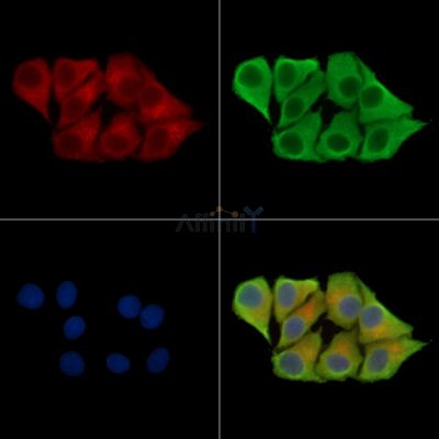 XK Antibody - DF15677 staining Hela cells by IF/ICC.