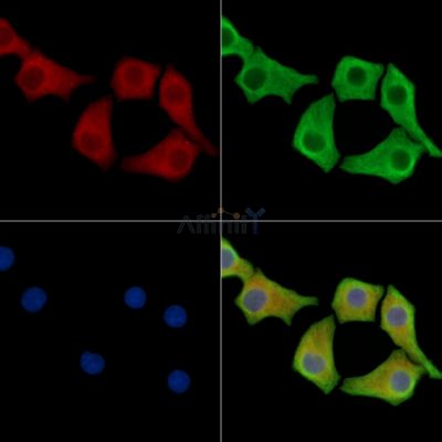 CEP19 Antibody - DF15747 staining Hela cells by IF/ICC.