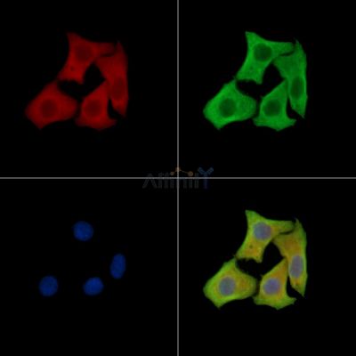 PELI3 Antibody - DF15758 staining Hela cells by IF/ICC.