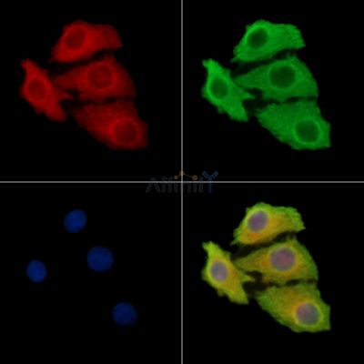 MTHFD2L Antibody - DF16007 staining Hela cells by IF/ICC.