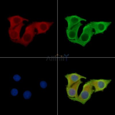 IER5L Antibody - DF16008 staining Hela cells by IF/ICC.