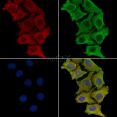 SKA2 Antibody - DF16014 staining Hela cells by IF/ICC.