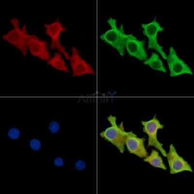 PIWIL3 Antibody - DF16038 staining Hela cells by IF/ICC.