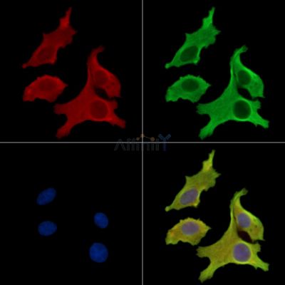 LRRTM4 Antibody - DF16049 staining Hela cells by IF/ICC.