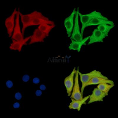 FAM167A Antibody - DF16060 staining Hela cells by IF/ICC.