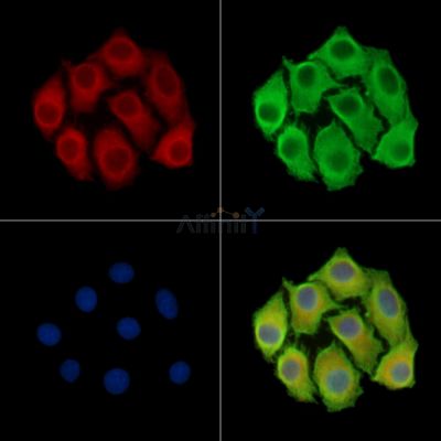 TTC30A Antibody - DF16077 staining Hela cells by IF/ICC.