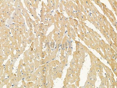 HAUS8 Antibody - DF16079 at 1/100 staining rat heart tissue by IHC-P.
