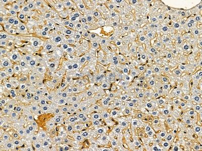 STKLD1 Antibody - DF16087 at 1/100 staining mouse liver tissue by IHC-P.