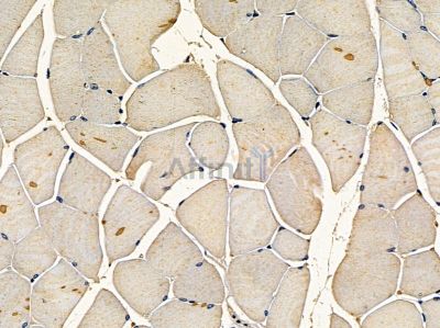 PEF1 Antibody - DF16091 at 1/100 staining mouse muscle tissue by IHC-P.