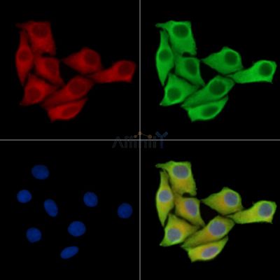PEF1 Antibody - DF16091 staining Hela cells by IF/ICC.