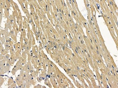 MSTO1 Antibody - DF16097 at 1/100 staining rat heart tissue by IHC-P.