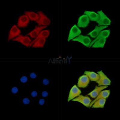 MSTO1 Antibody - DF16097 staining Hela cells by IF/ICC.