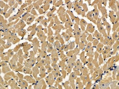 BBS12 Antibody - DF16101 at 1/100 staining rat heart tissue by IHC-P.