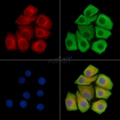 BBS12 Antibody - DF16101 staining Hela cells by IF/ICC.
