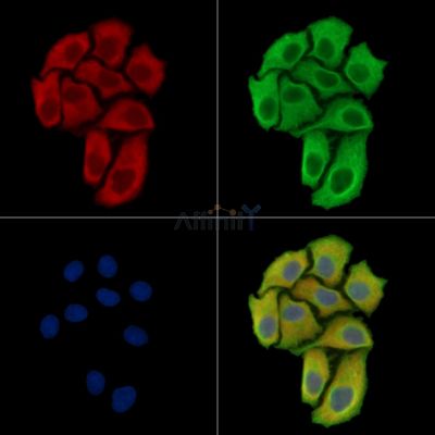 FAM122B Antibody - DF16121 staining Hela cells by IF/ICC.