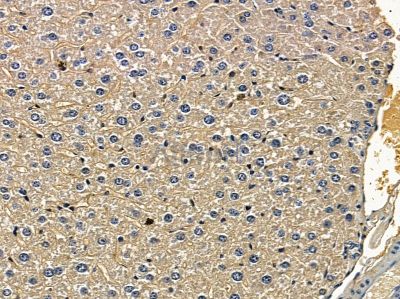 TMEM184B Antibody - DF2486 at 1/100 staining mouse liver tissue by IHC-P.