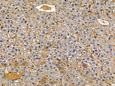 NKIRAS2 Antibody - DF2580 at 1/100 staining mouse liver tissue by IHC-P.