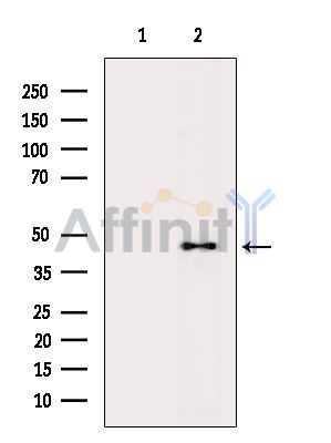 STK17A Antibody - Western blot analysis of extracts from Mouse brain, using STK17A Antibody.