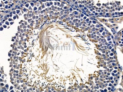 GPR15 Antibody - DF2727 at 1/100 staining rat testis tissue by IHC-P.