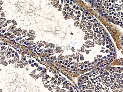 GPR26 Antibody - DF2734 at 1/100 staining rat testis tissue by IHC-P.