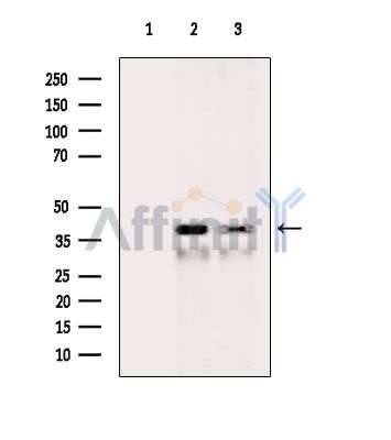 GPR52 Antibody - Western blot analysis of extracts from various samples, using GPR52 Antibody.