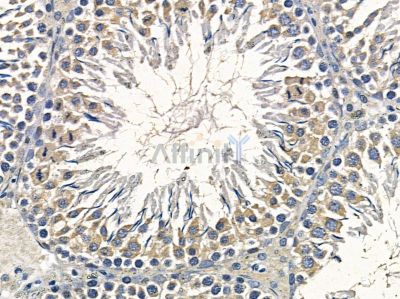 ARFGAP3 Antibody - DF3748 at 1/100 staining rat testis tissue by IHC-P.