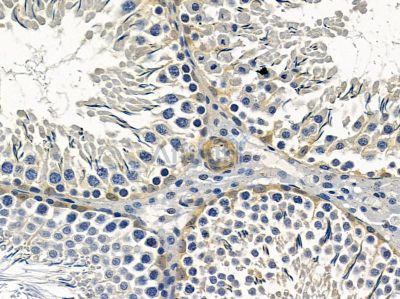 CAPN11 Antibody - DF3867 at 1/100 staining rat testis tissue by IHC-P.