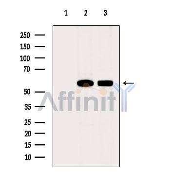 EEF1G Antibody - Western blot analysis of extracts from various samples, using EEF1G Antibody.
