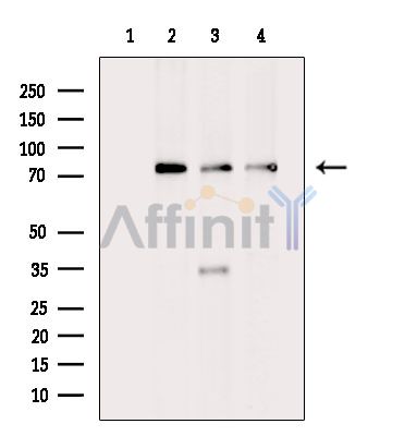 TUBGCP4 Antibody - Western blot analysis of extracts from various samples, using TUBGCP4 Antibody.