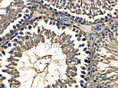 PTGR1 Antibody - DF4216 at 1/100 staining rat testis tissue by IHC-P.