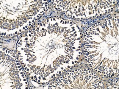 NBPF7 Antibody - DF4235 at 1/100 staining rat testis tissue by IHC-P.