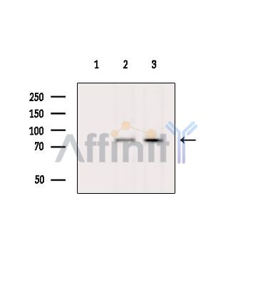 NOL10 Antibody - Western blot analysis of extracts from various samples, using NOL10 Antibody.