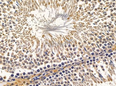 RRAGC Antibody - DF4394 at 1/100 staining rat testis tissue by IHC-P.