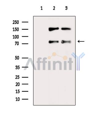 RUFY1 Antibody - Western blot analysis of extracts from various samples, using RUFY1 Antibody.