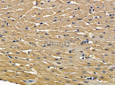 RUFY1 Antibody - DF4448 at 1/100 staining rat heart tissue by IHC-P.