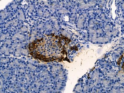 VRK2 Antibody - DF4480 at 1/100 staining rat pancreatic tissue by IHC-P.