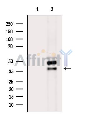SH3GL2 Antibody - Western blot analysis of extracts from HepG2 cells(heat-shock treatment), using SH3GL2 Antibody.