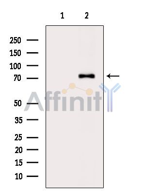 UBASH3A Antibody - Western blot analysis of extracts from HepG2 cells(heat-shock treatment), using UBASH3A Antibody.