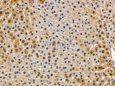 TCEAL6 Antibody - DF4571 at 1/100 staining rat spleen tissue by IHC-P.