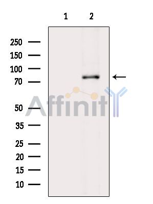 ZNF420 Antibody - Western blot analysis of extracts from Mouse brain, using ZNF420 Antibody.