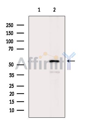 HBAP1 Antibody - Western blot analysis of extracts from Mouse brain, using HBAP1 Antibody.