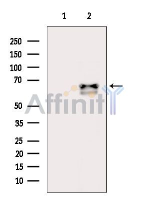 FST Antibody - Western blot analysis of extracts from Hela cells(heat-shock treatment), using FST Antibody.