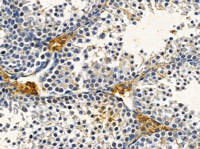 OR2B8 Antibody - DF5067 at 1/100 staining mouse testis tissue by IHC-P.