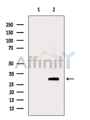 OR4F4 Antibody - Western blot analysis of extracts from HepG2 cells(heat-shock treatment), using OR4F4 Antibody.