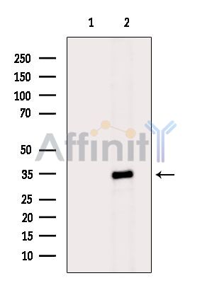 OR4F6 Antibody - Western blot analysis of extracts from HepG2 cells(heat-shock treatment), using OR4F6 Antibody.