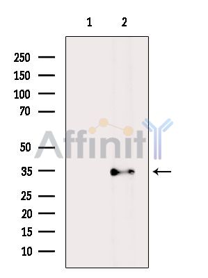 OR5M11 Antibody - Western blot analysis of extracts from Rat liver, using OR5M11 Antibody.