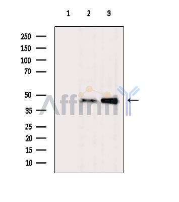 OR9Q2 Antibody - Western blot analysis of extracts from various samples, using OR9Q2 Antibody.