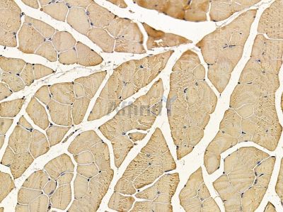 OR52A5 Antibody - DF5192 at 1/100 staining mouse muscle tissue by IHC-P.
