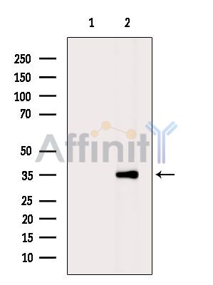 OR5A1 Antibody - Western blot analysis of extracts from Rat liver, using OR5A1 Antibody.