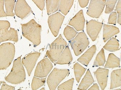 OR5A1 Antibody - DF5203 at 1/100 staining mouse muscle tissue by IHC-P.